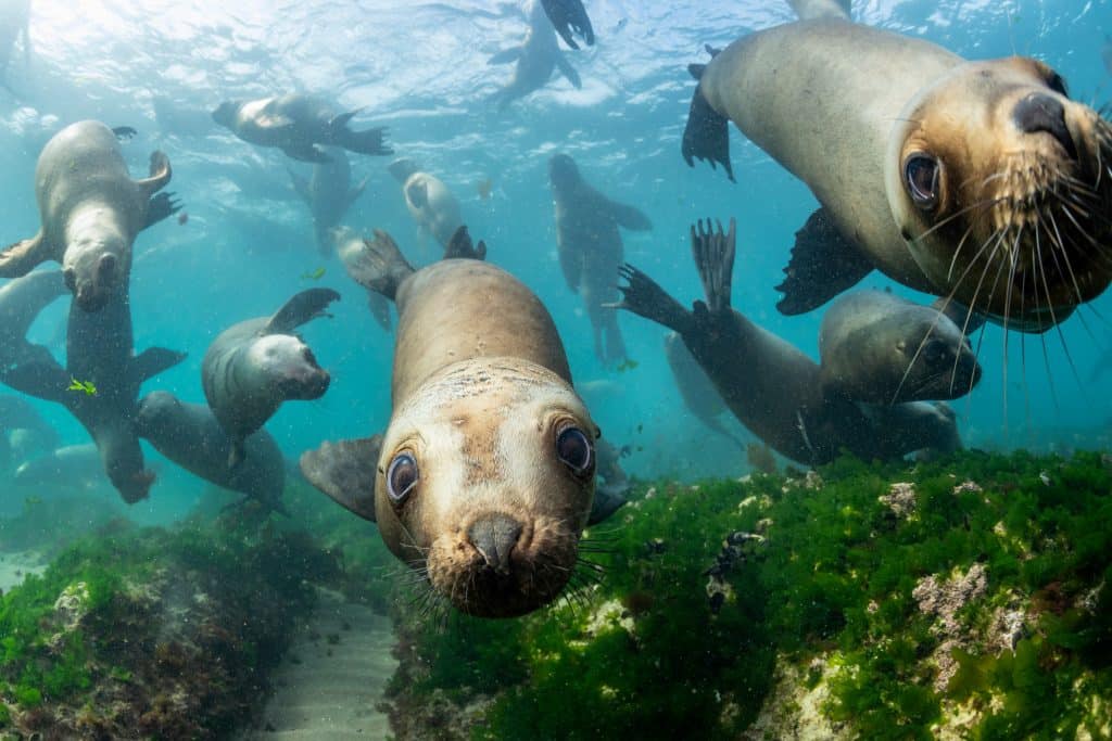 Southern,Sea,Lions,In,Shallow,Water,At,A,Colony,,Nuevo