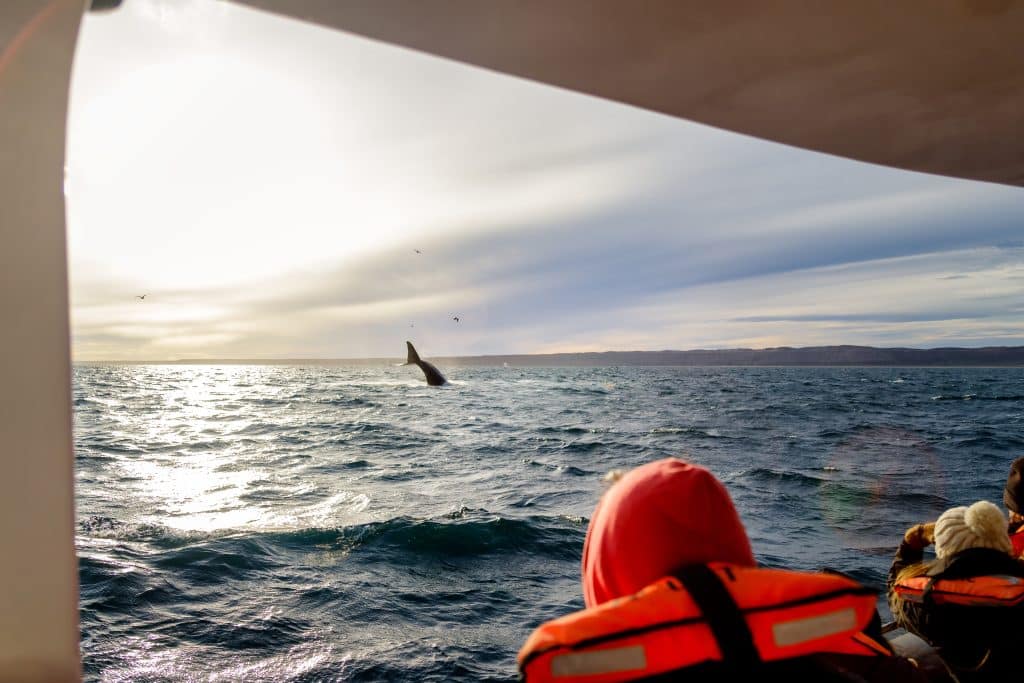 Tourist,Observes,From,A,Boat,A,Southern,Right,Whale,Sticking
