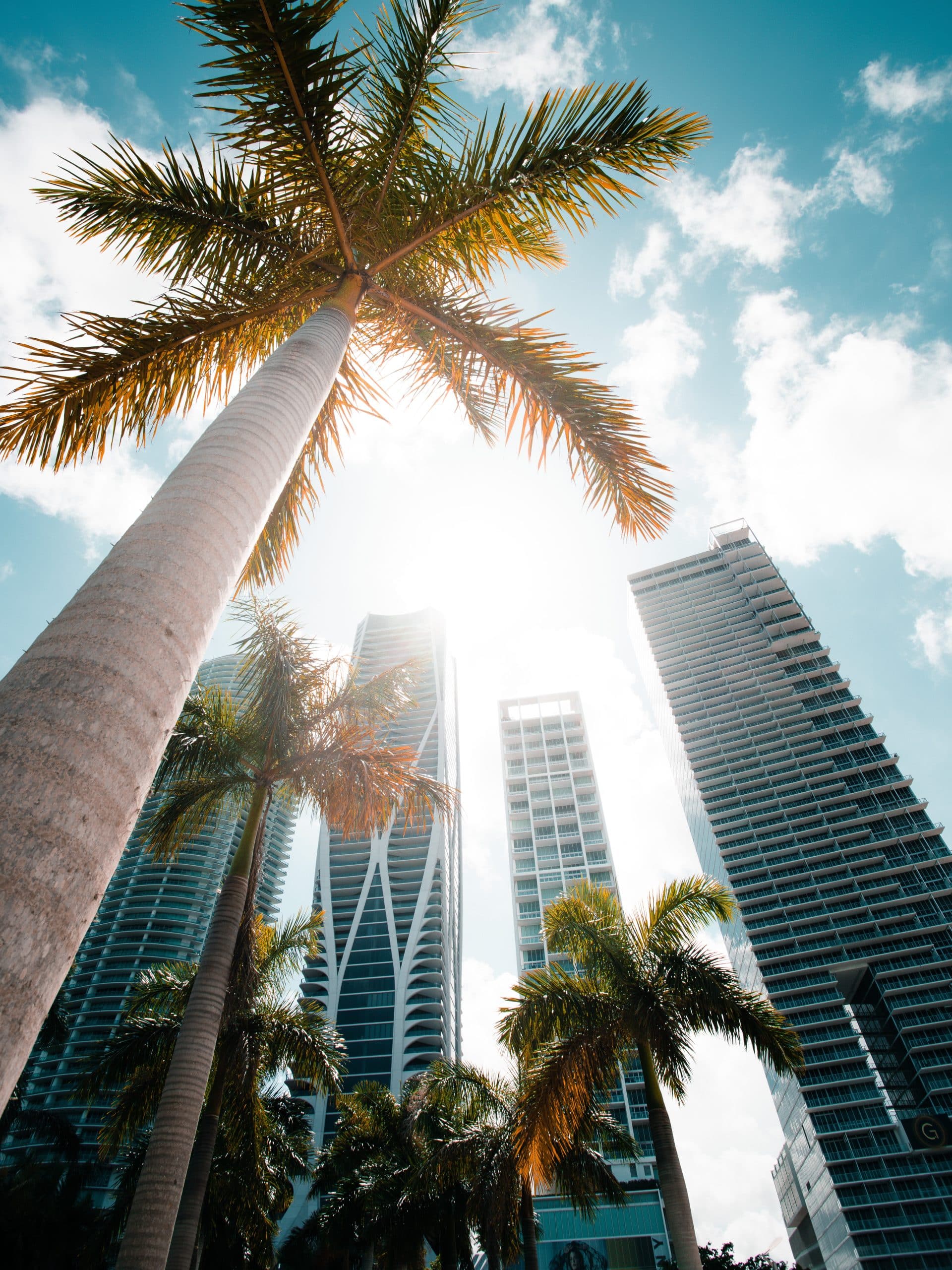 palmier gratte ciel Miami La Floride en famille Miami Etats Unis