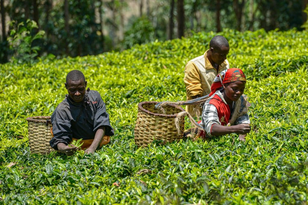 Gicumbi,,Rwanda, ,September,2019:,People,With,Big,Baskets,In
