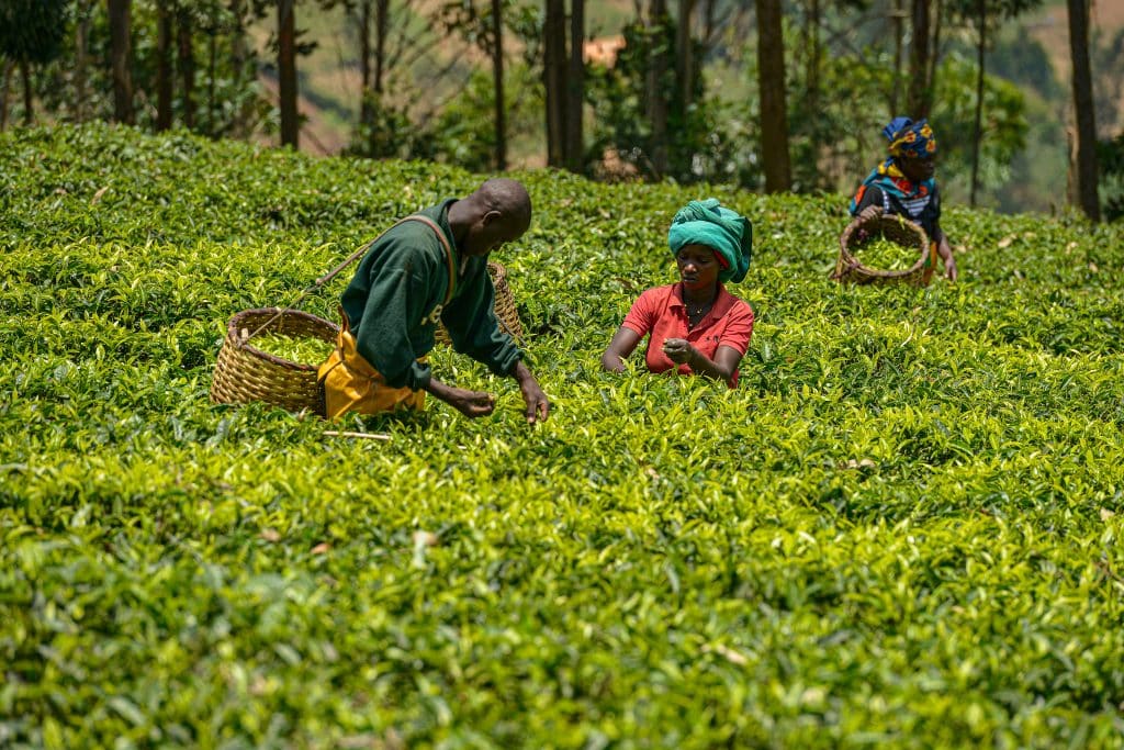 Gicumbi,,Rwanda, ,September,2019:,People,With,Big,Baskets,In
