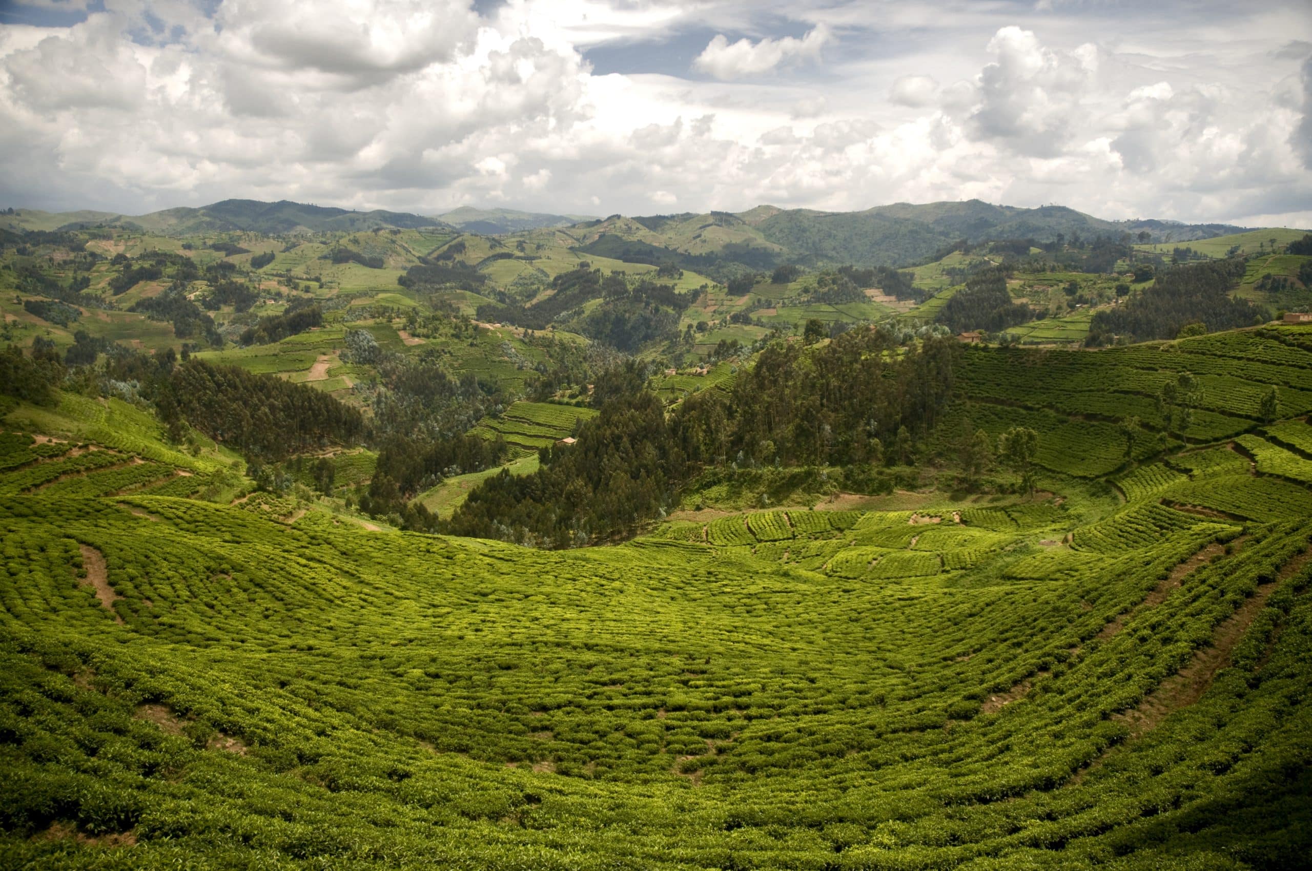 Culture du thé à Nyungwe