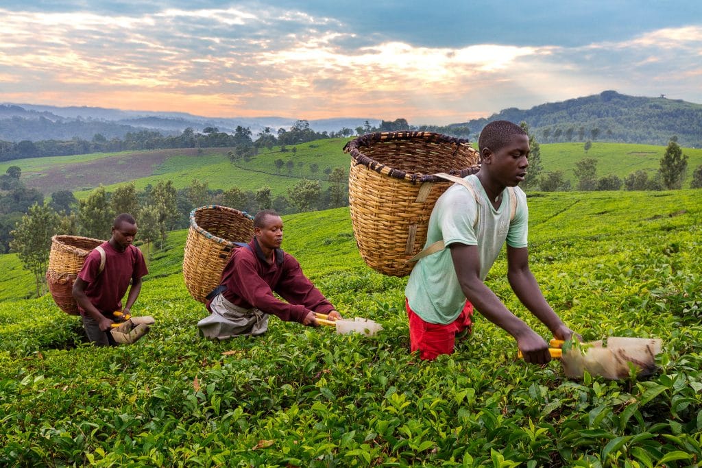 Kibale,,Uganda, ,July,12,,2019:,Local,Men,Pick,Tea