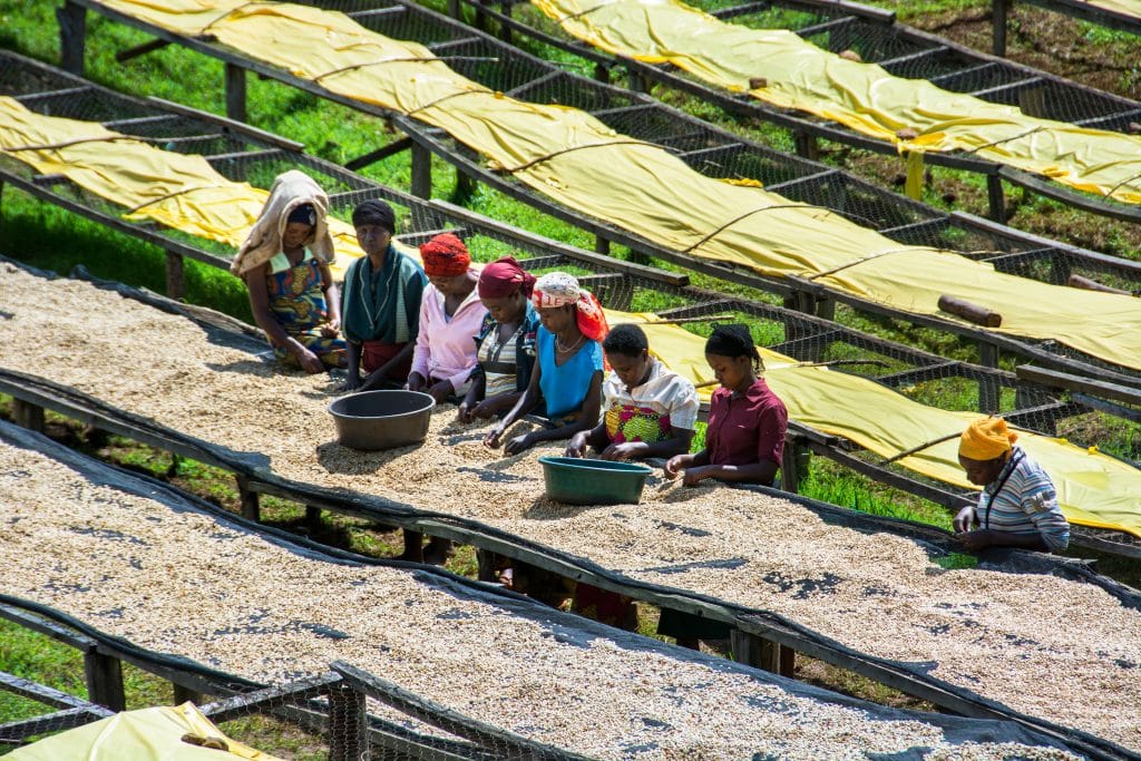 Lake,Kivu,Rwanda,May,2016,Coffee,Day,Laborers,Picking,Over