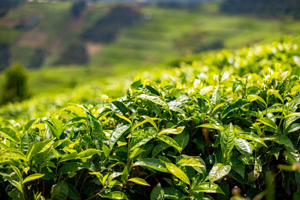 Rwanda,Natural,Green,Tea,Plantation,Africa