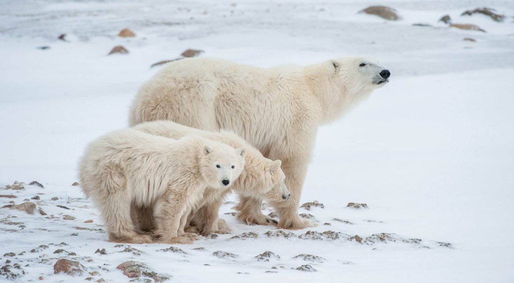 Polar,She bear,With,Cubs.,A,Polar,She bear,With,Two,Small