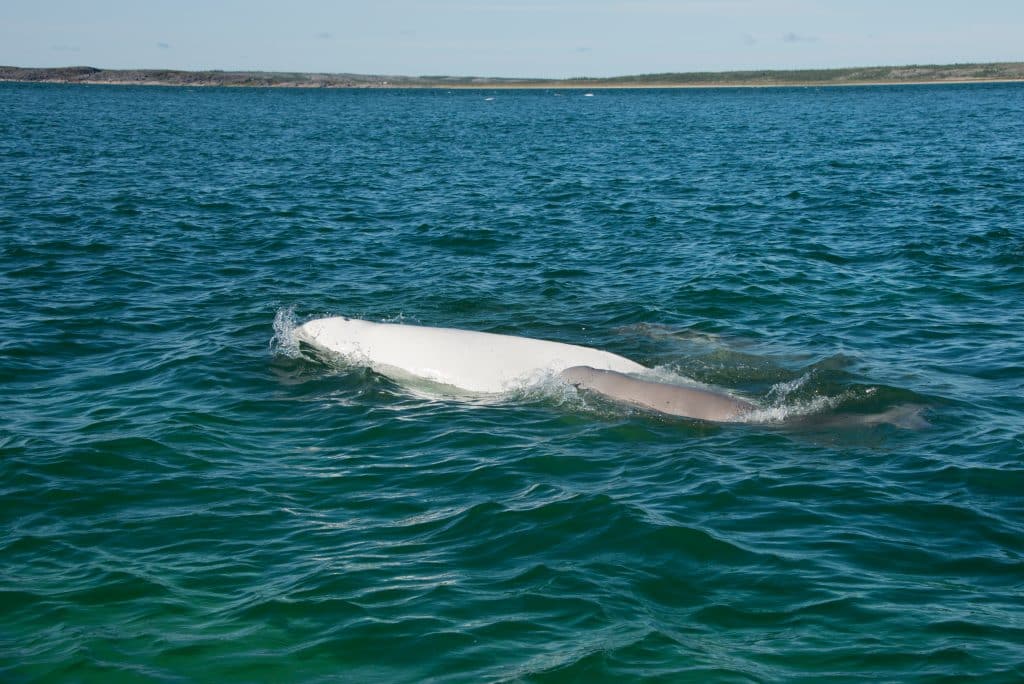 Canada,,Manitoba,,Churchill.,Churchill,River,Estuary,,Adult,Mature,Beluga,White
