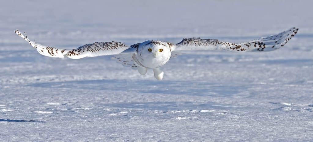 Snowy,Owl,(bubo,Scandiacus),Flying,Low,And,Hunting,Over,A