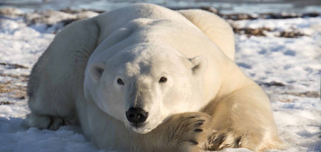 Polar,Bear,Lying,On,The,Ice,,Hudson,Bay,Near,Arviat,