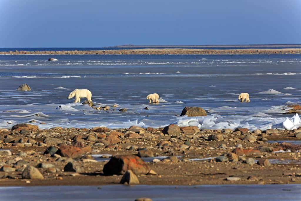 A,Polar,Bear,Family,On,The,Ice,Of,The,Hudson