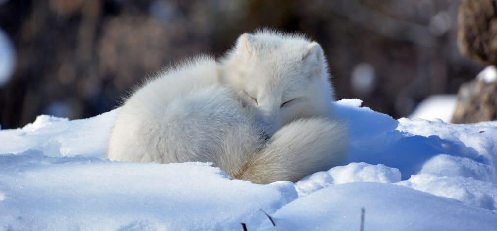 In,Winter,Arctic,Fox,(vulpes,Lagopus),,Also,Known,As,The
