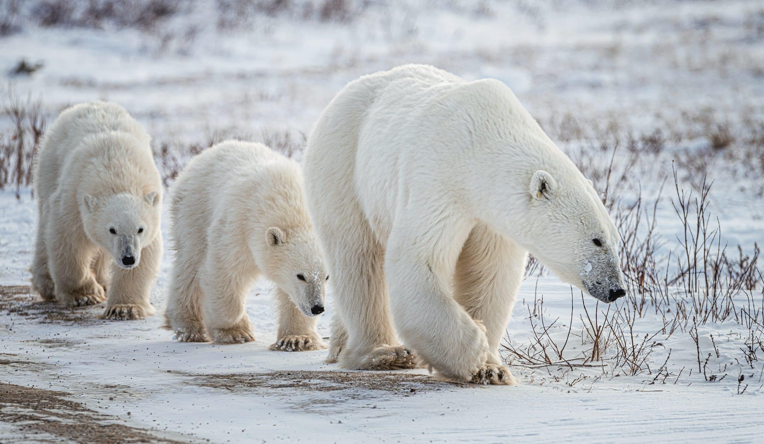  Cap vers l’Arctique