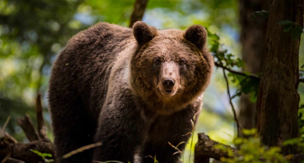Slovenian,Bears,Near,Border,Slovenia,Croatia,Bear,Wood,Forest