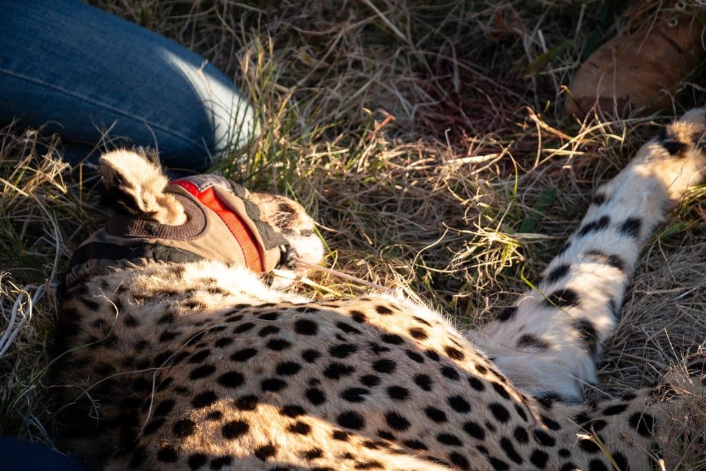 Cheetah,Lying,On,The,Grass