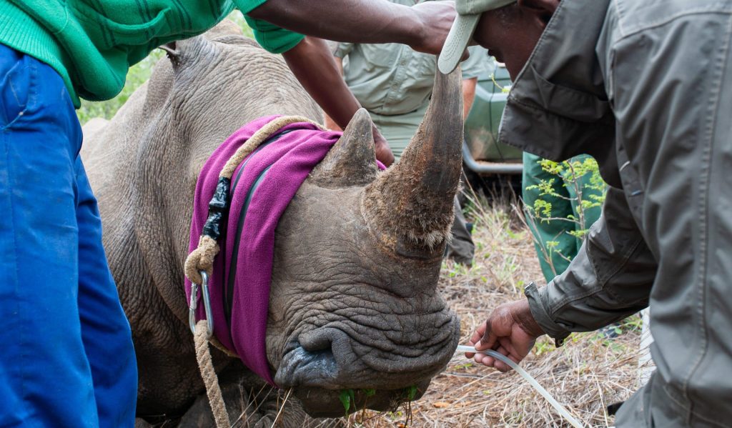 A,White,Rhino,Darting,Operation,To,Microchip,The,Horn,And