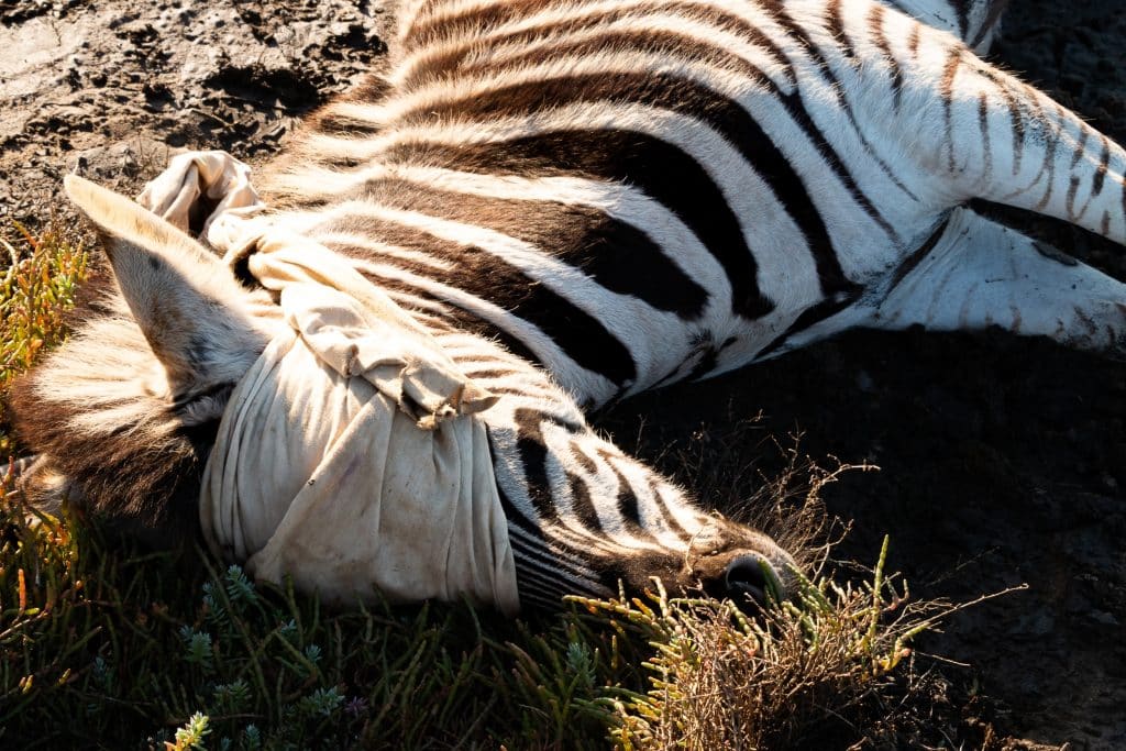 Head,Of,A,Zebra,After,Surgery,Covering,Eyes
