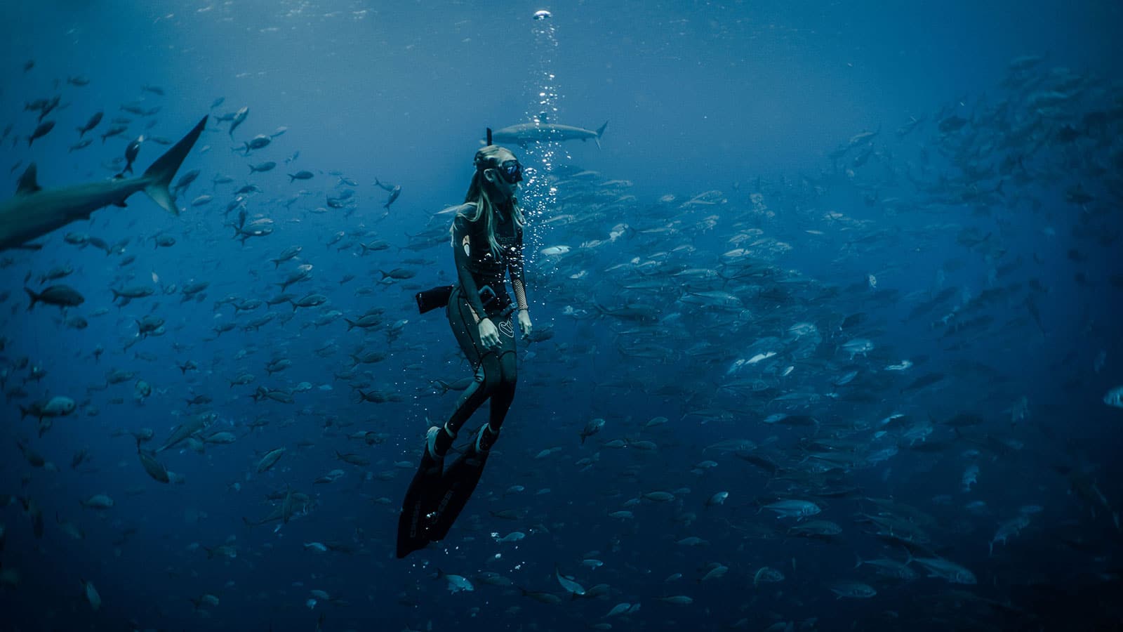 scuba dive in the galapagos islands