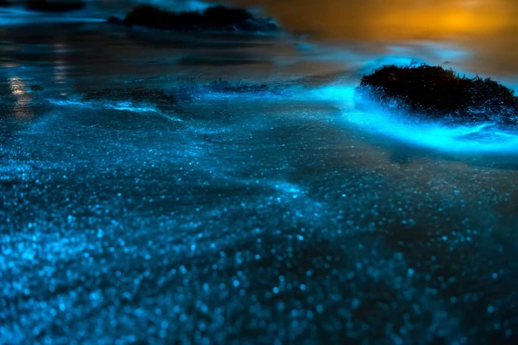 Bioluminescent,Beaches.,Beaches,Illuminated,By,Bioluminescent,Plankton,Are,A,Rare