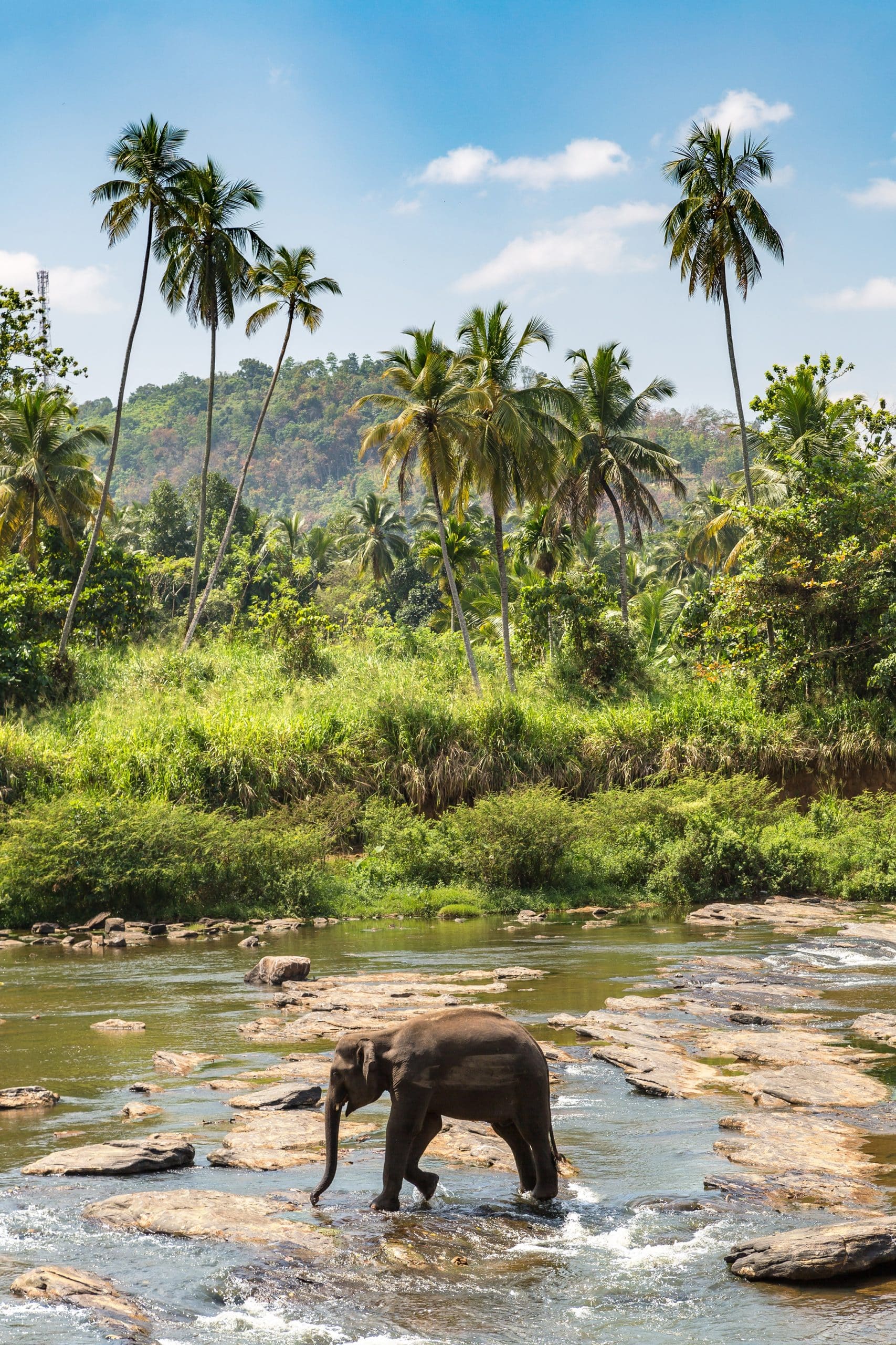 Single,Elephant,At,The,River,In,Sri,Lanka