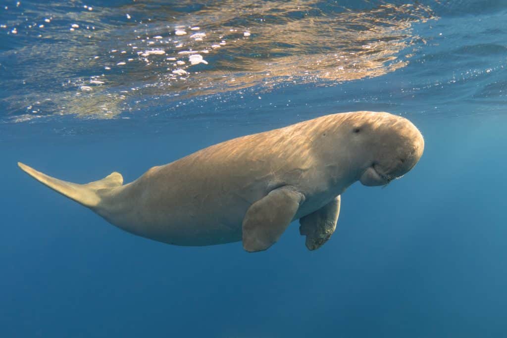 Calm,Dugong,Near,The,Ocean,Surface.,Cute,Marine,Animal.,Rare