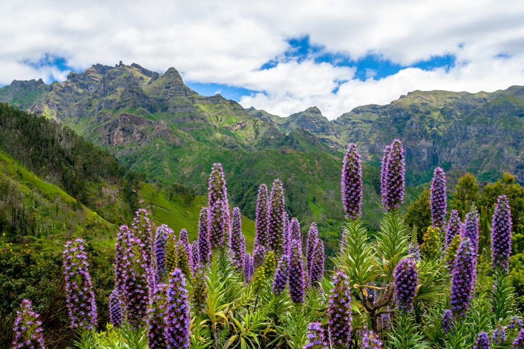 View,Of,The,Jagged,Mountains,Through,Bunches,Of,Blue violet,Flowers
