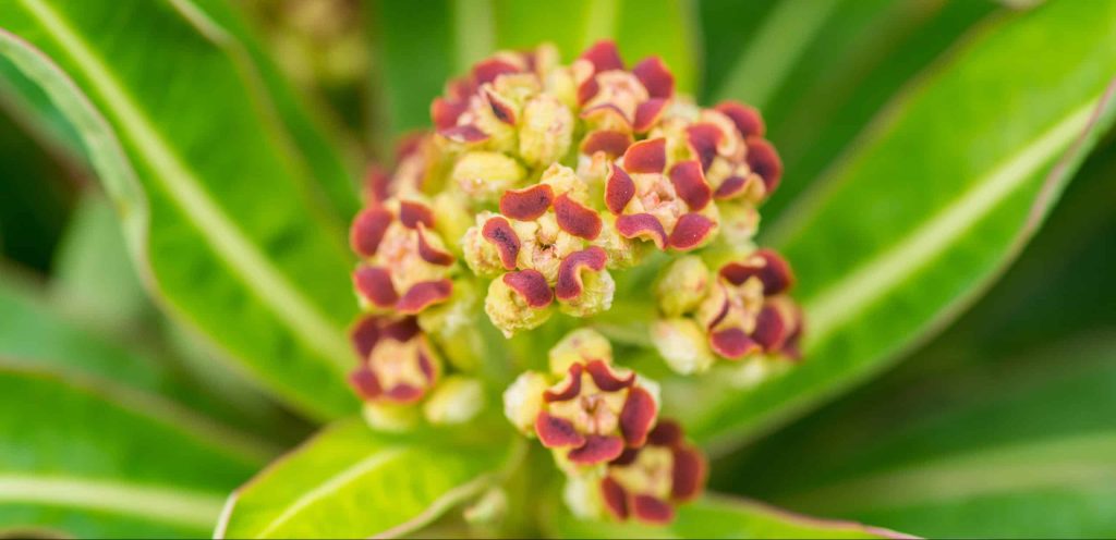 Unusual,Looking,Red,Flowers,Of,A,Honey,Spurge,Bush.