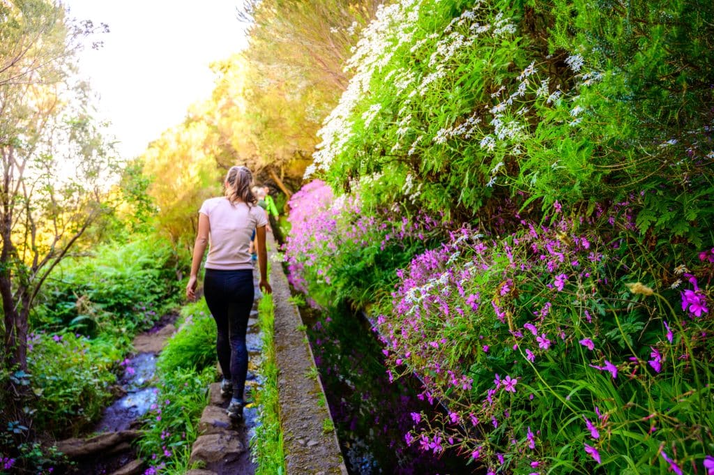 Hiking,Levada,Trail,25,Fontes,In,Laurel,Forest, ,Path