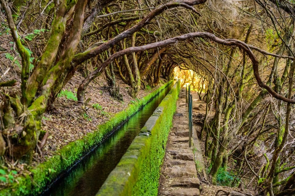 Hiking,Levada,Trail,25,Fontes,In,Laurel,Forest, ,Path