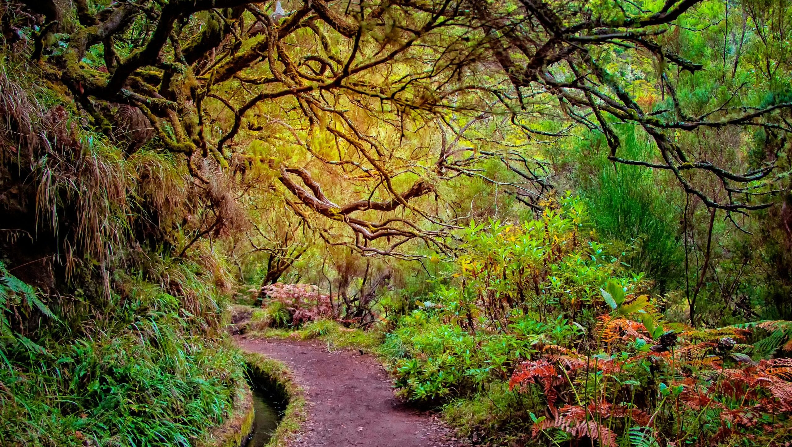 Promenade bucolique à Madère