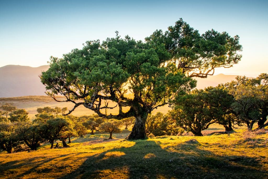 Beautiful,Laurel,Trees,In,The,Afternoon,Sunset,In,The,Fanal
