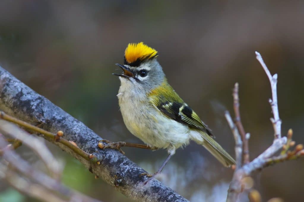 Madeira,Firecrest,,Madeira,Kinglet,,Regulus,Madeirensis,Is,Singing,On,The