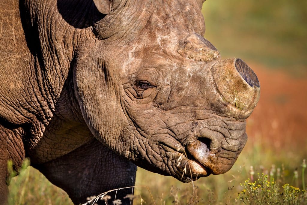 Rhino,Dehorning,Is,Seen,As,A,Short,Term,Measure,To
