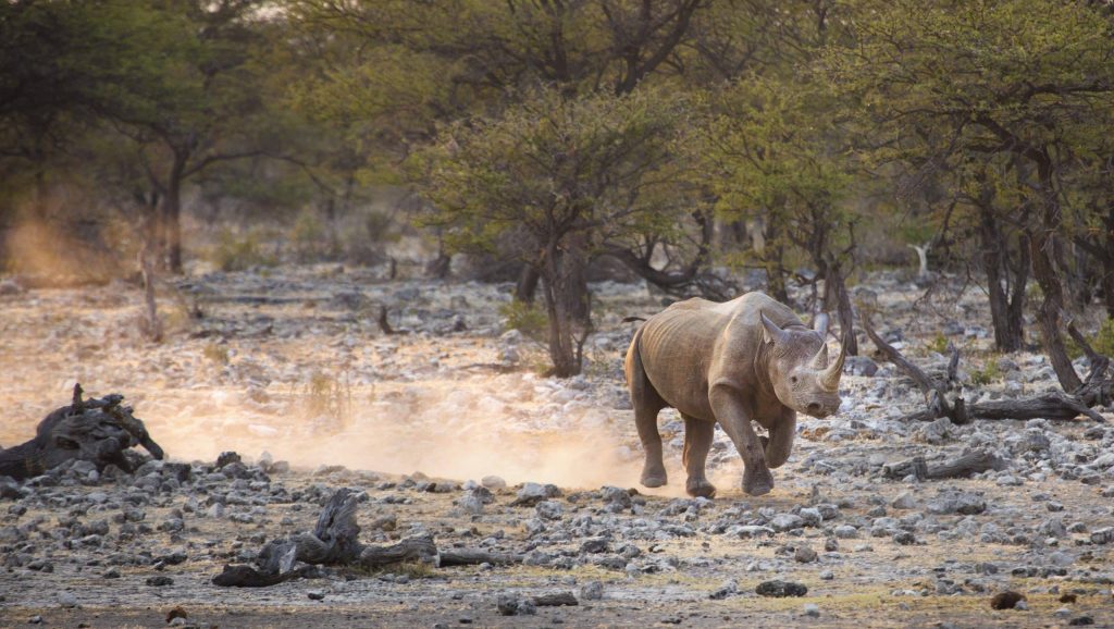 A,Black,Rhino,Kicks,Up,Dust,Whilst,Running,Away,From