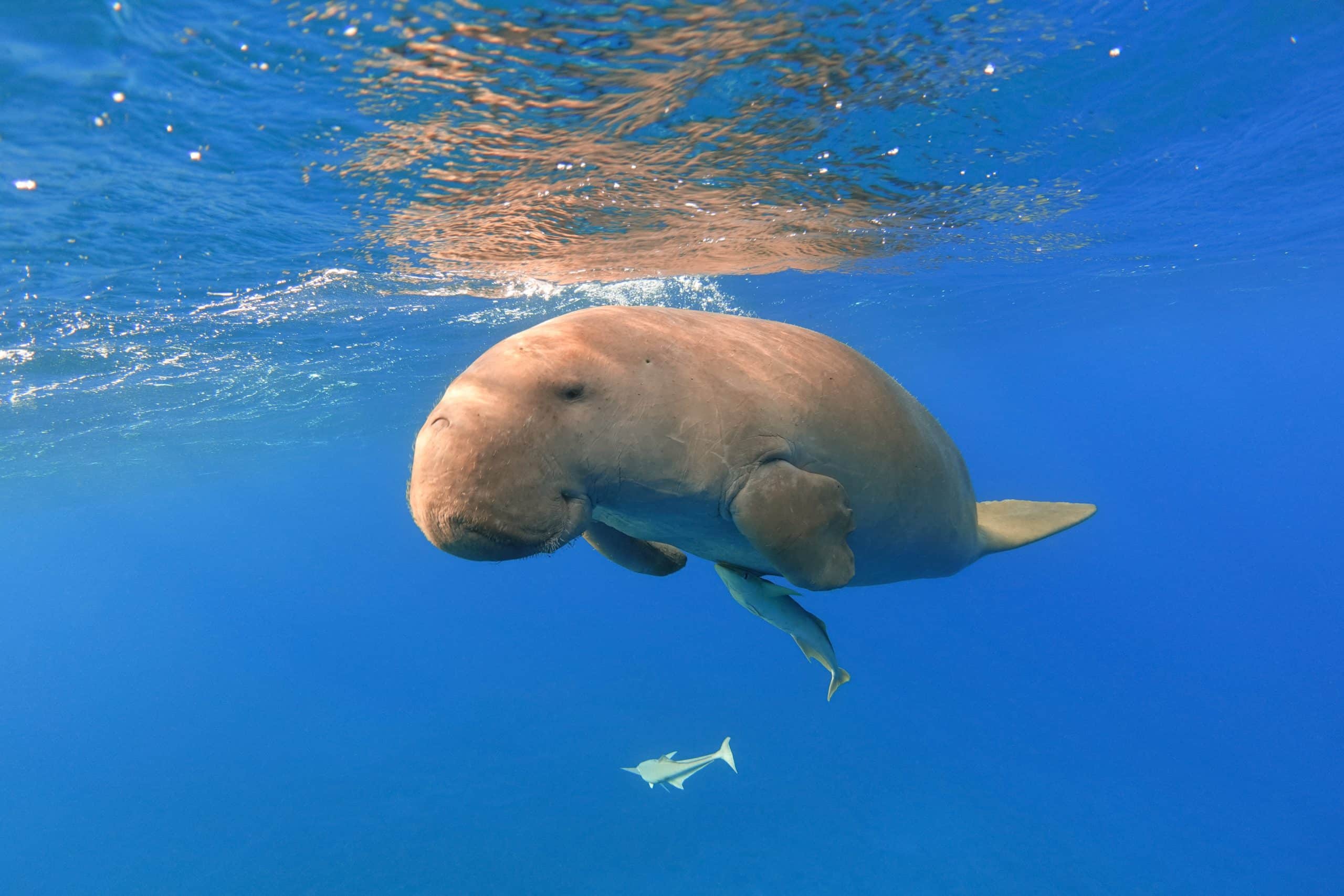 SOS dugong en détresse