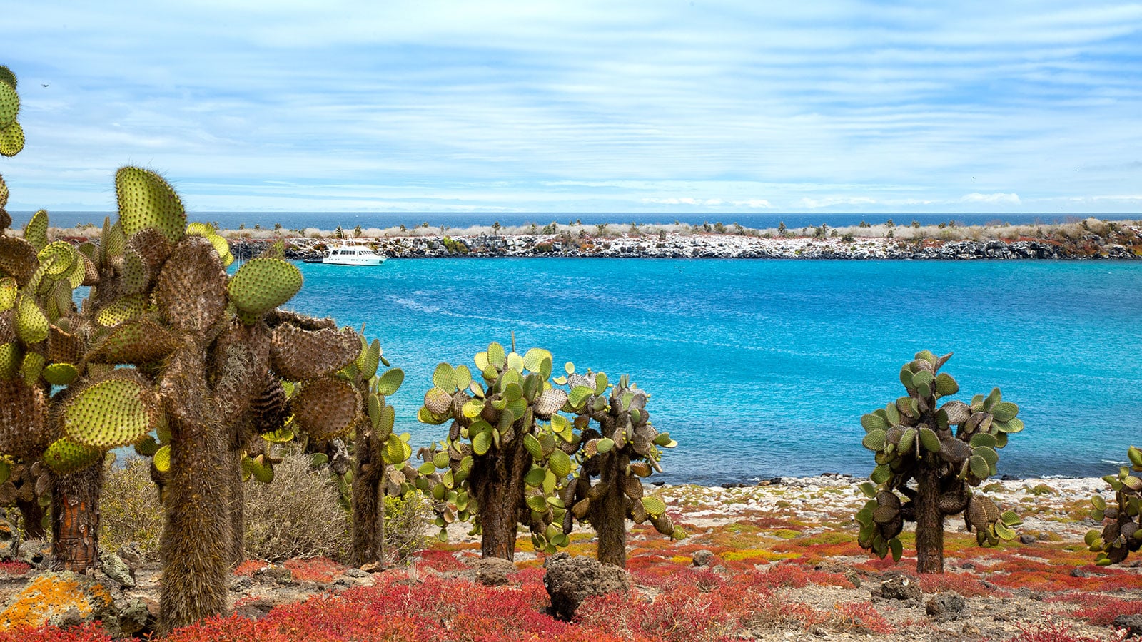 south plaza expedition galapagos islands sea lion yacht