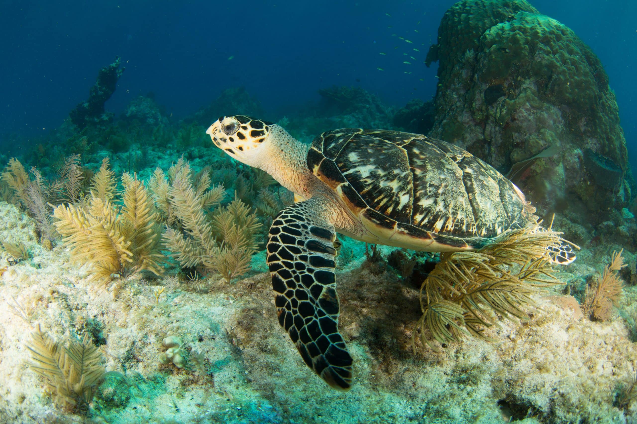 tortues La Floride en famille Etats Unis