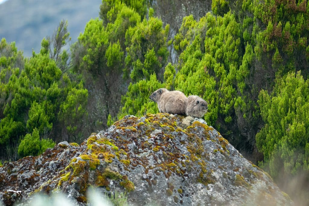Rock,Hyrax,(procavia,Capensis),In,Mount,Kenya,National,Park