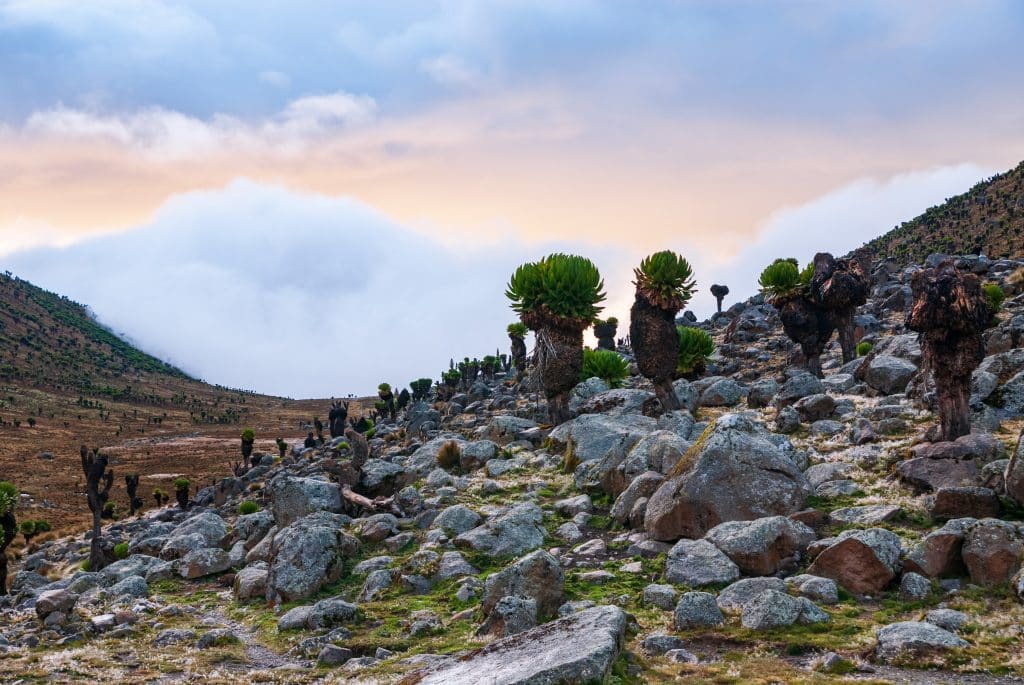 Landscape,With,Giant,Groundsels,In,Mount,Kenya,National,Park