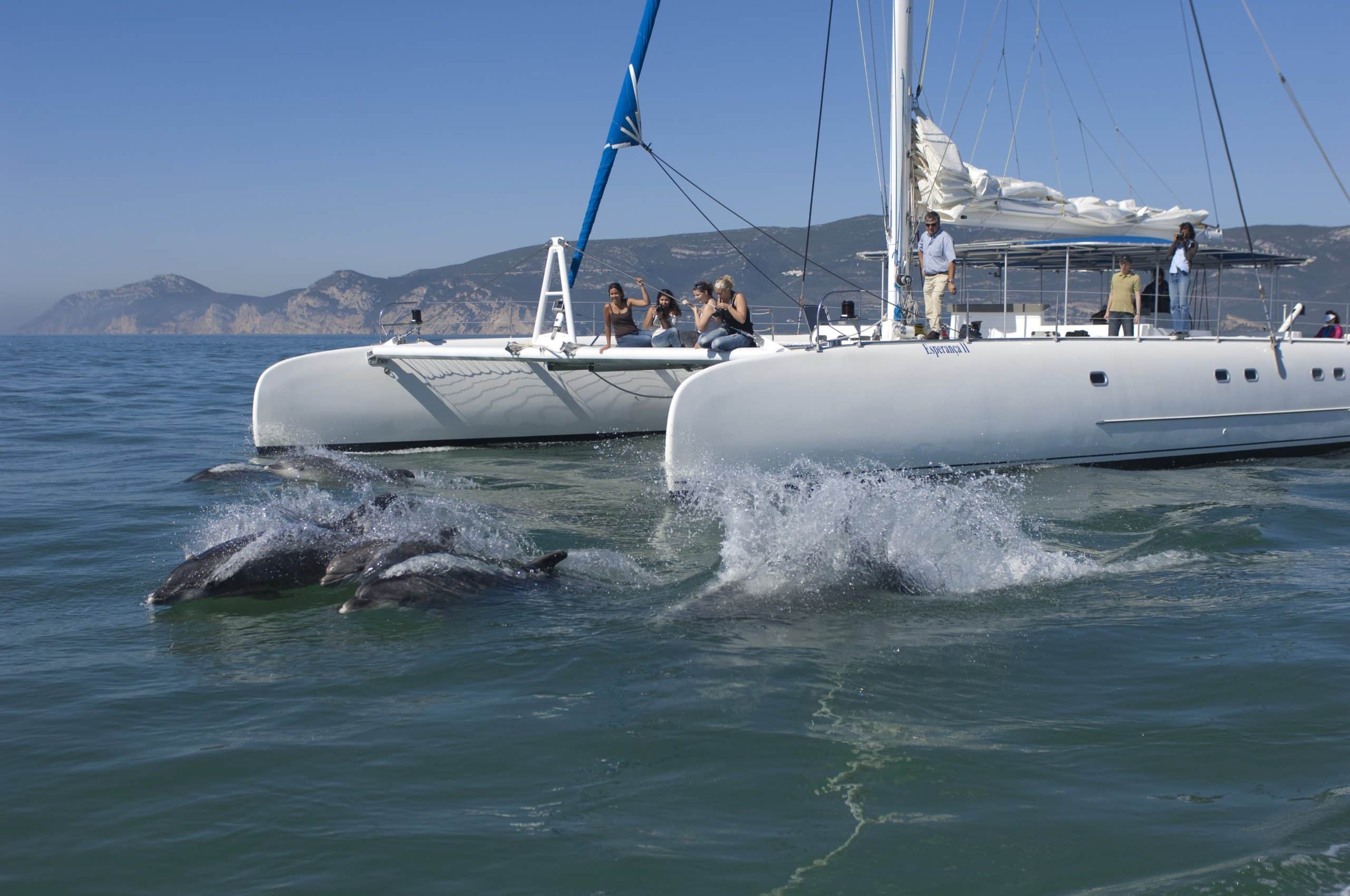 Bottlenose Dolphins (Tursiops truncatus),  with a dolphin watching catamaran