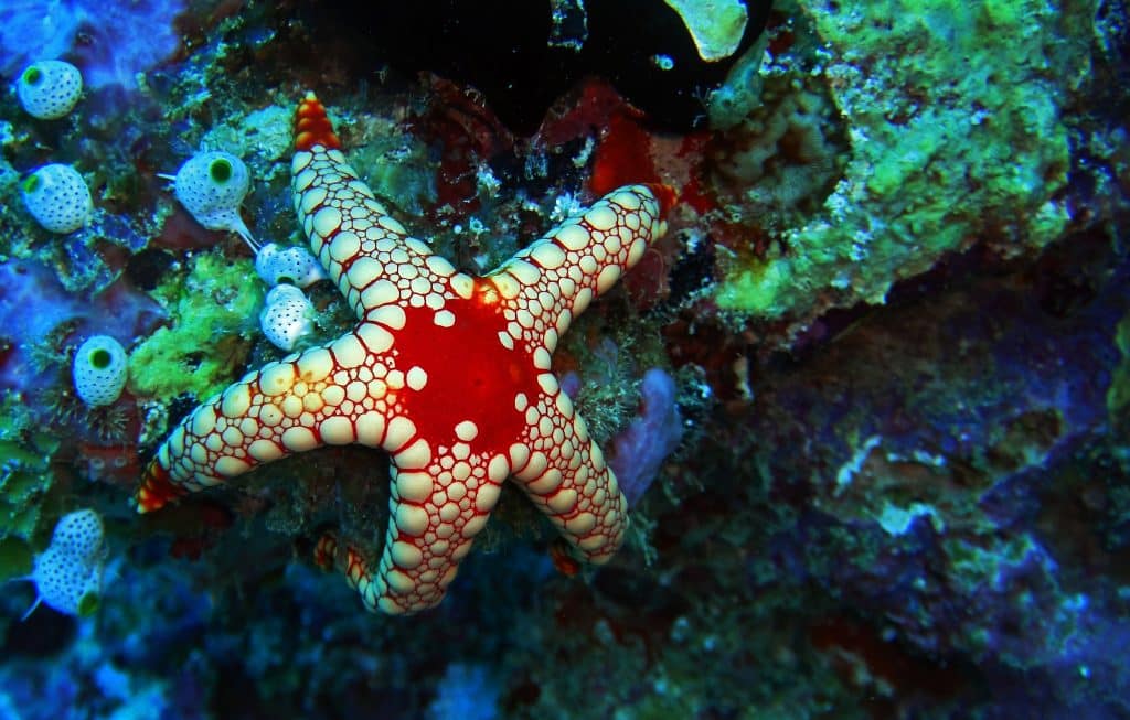 Elegant,Sea,Star,In,Arabian,Sea,,Baa,Atoll,,Maldives,,Underwater