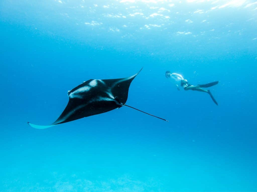 Male,Free,Diver,And,Giant,Oceanic,Manta,Ray,,Manta,Birostris,