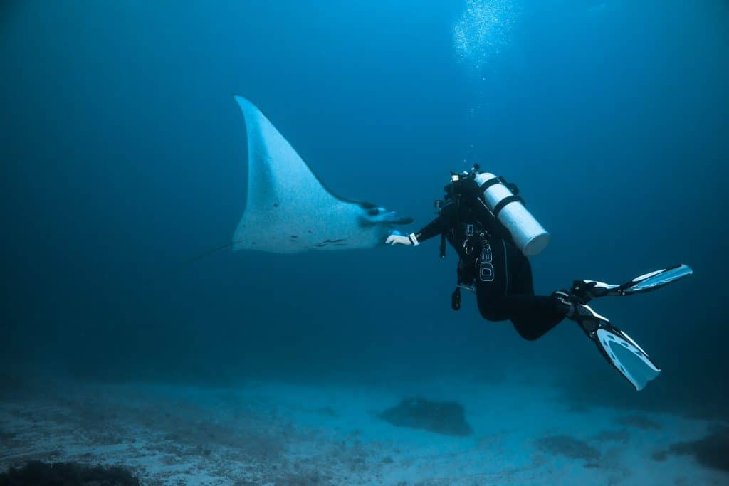 Au plus près des raies manta maldives plongée bouteille raie