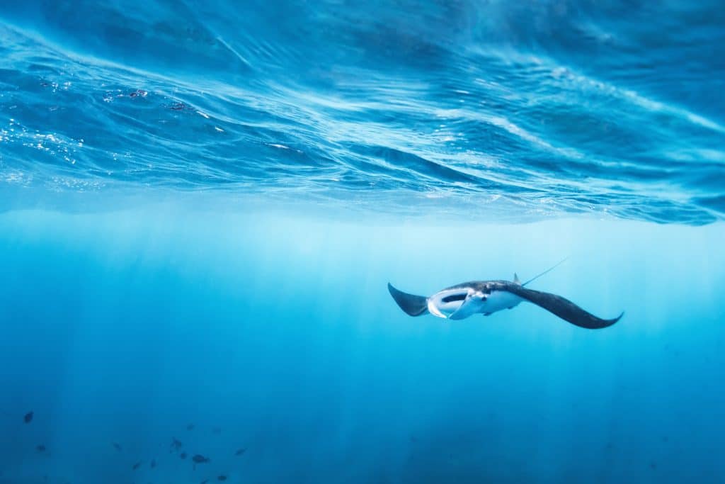 Underwater,View,Of,Hovering,Giant,Oceanic,Manta,Ray,(,Manta
