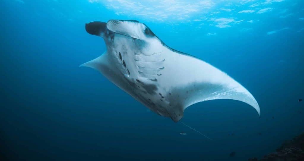 Au plus près des raies manta maldives raie manta