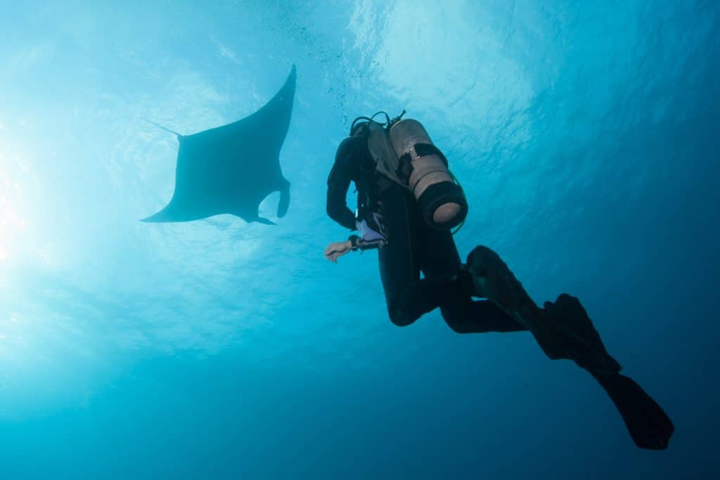 Diving,With,Manta,Ray