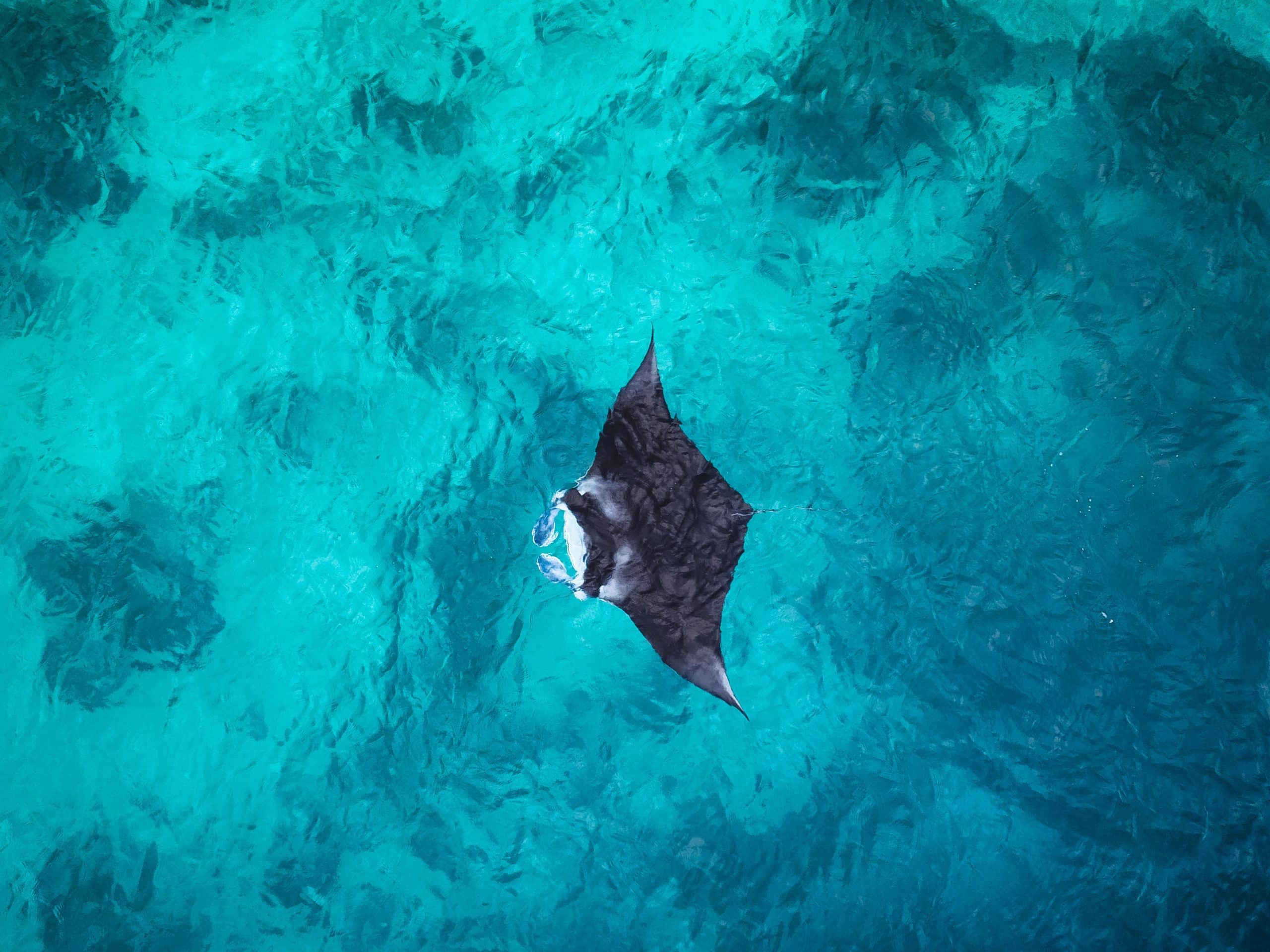 Au plus près des raies Manta