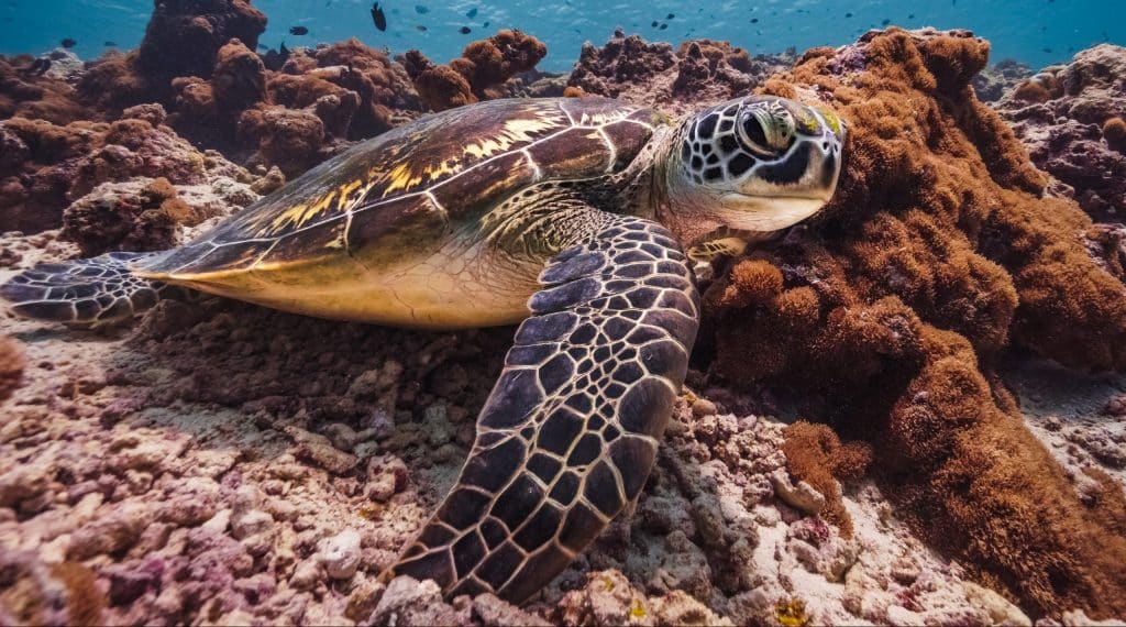 Underwater,Life,Of,Maldives,,Taken,From,A,Snorkeling,Trip,To