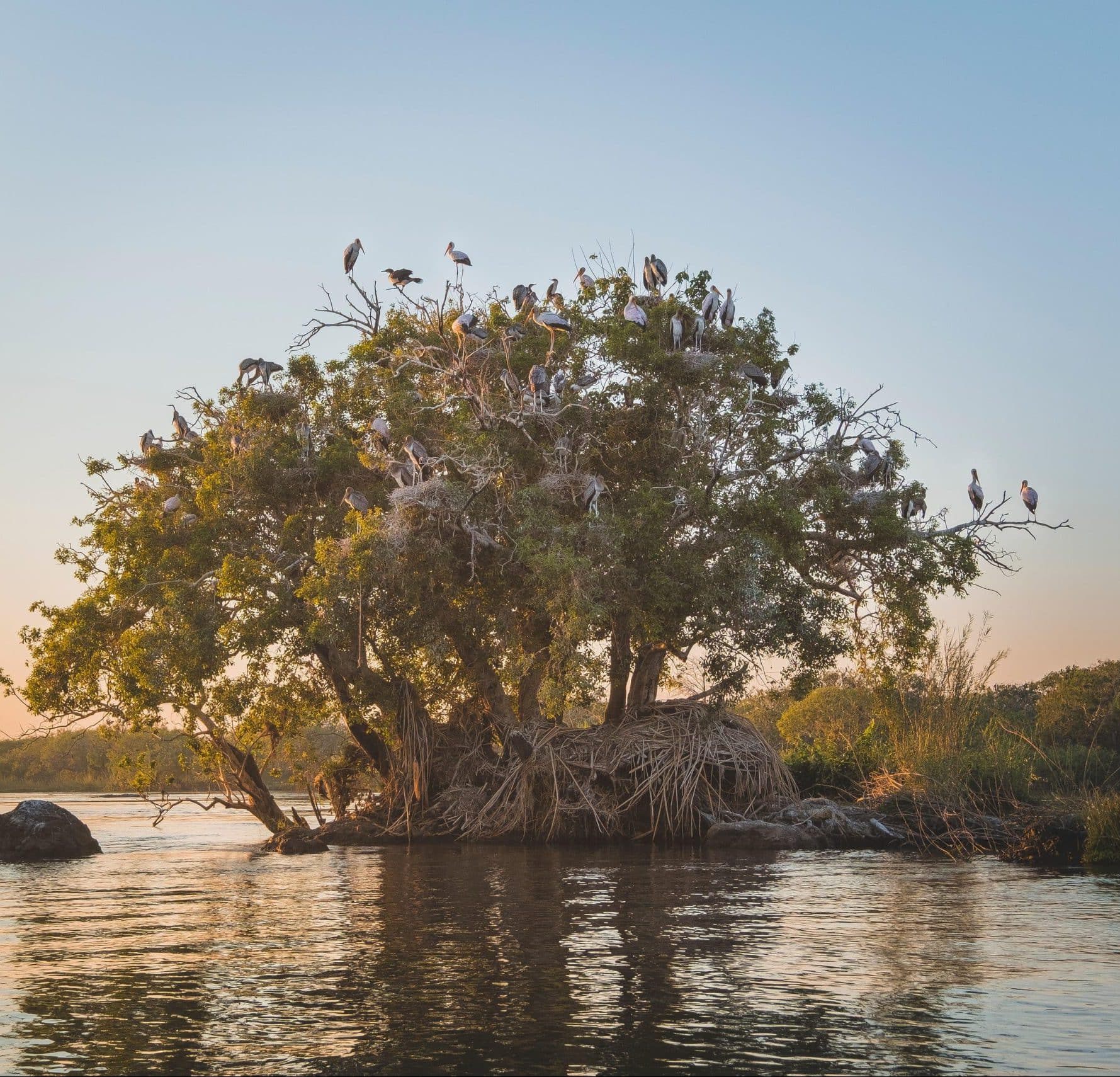 Avifaune du Parc National de Chobe Zambezi Queen by Mantis Botswana