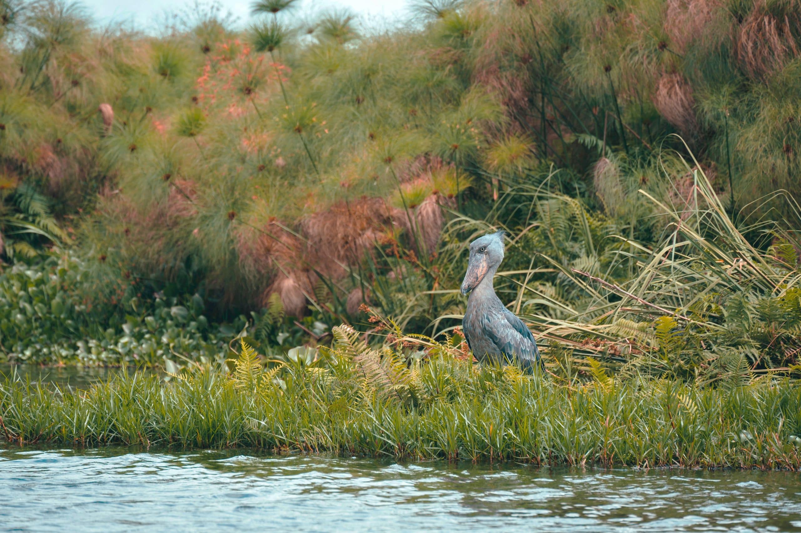 L’oiseau géant du Nil