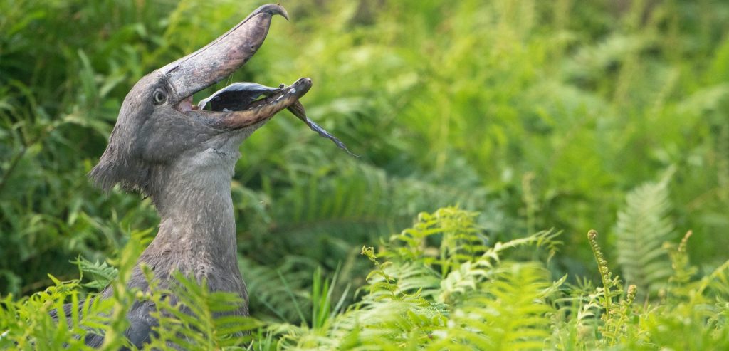 The,Shoebill,Is,One,Of,The,Most,Prehistoric,Looking,Birds,